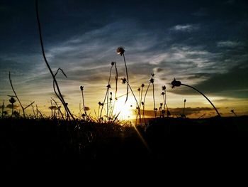 Silhouette plants on field against sky during sunset