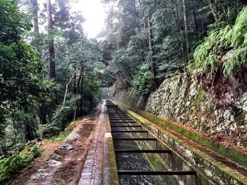 Railroad track in forest