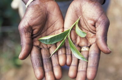Cropped hands showing leaves