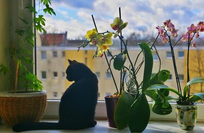 Close-up of cat sitting by potted plant against sky