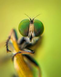 Close-up of fly on leaf