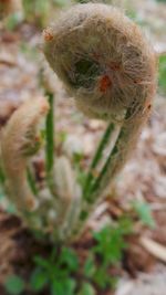 Close-up of plant against blurred background