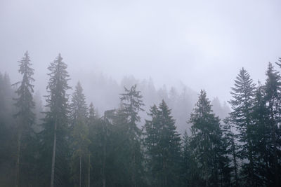 Pine trees in forest against sky during winter