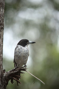 Butcher bird sitting on a broken tree branch in the forest