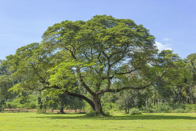 Trees on field against sky