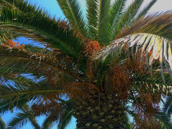 Low angle view of palm trees against sky