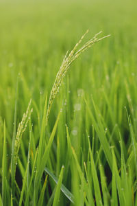 Close-up of crops growing on field