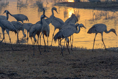 Flock of birds at sunset