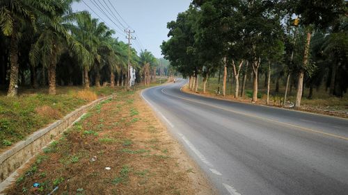 Road amidst trees