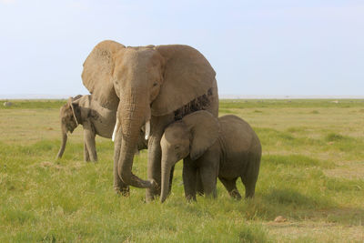 Family of african elephants in the savannah