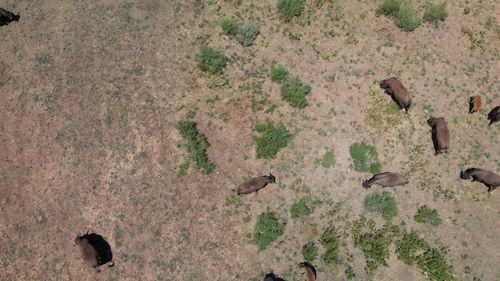 High angle view of birds on field