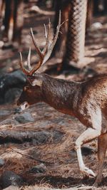 View of deer on field