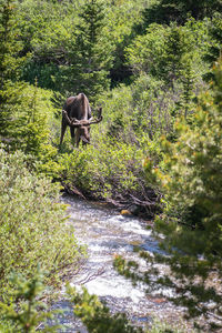 Horse in a forest