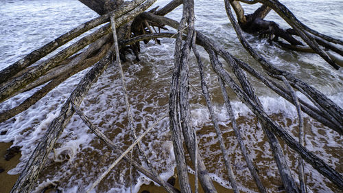 High angle view of frozen plants on land