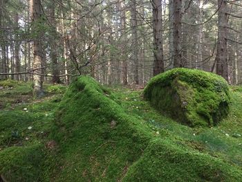 View of trees in forest
