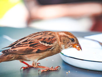 Close-up of bird perching on a table