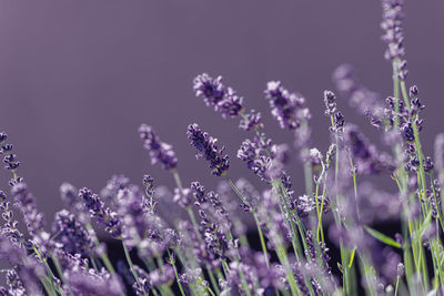 Close-up of purple flowering plants on field