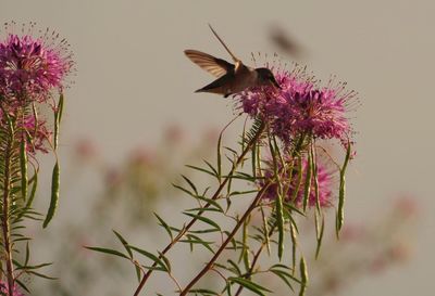 Close-up of butterfly pollinating on flower