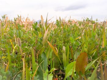 Crops growing on field against sky