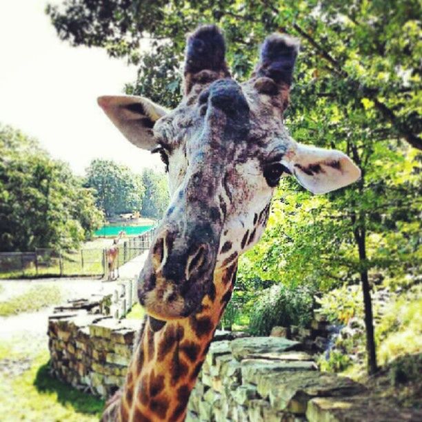 animal themes, tree, one animal, mammal, zoo, sculpture, animals in the wild, statue, day, sunlight, two animals, outdoors, animals in captivity, park - man made space, nature, wildlife, focus on foreground, no people, giraffe, full length