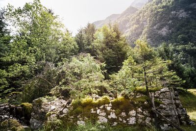 Scenic view of forest against sky