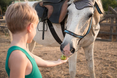 The child treats the horse with apples. 