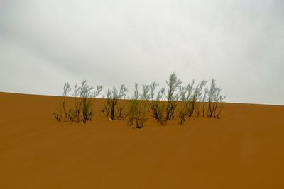 Plants growing on desert land against sky