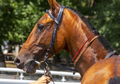horse