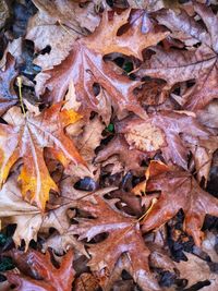 Full frame shot of dry maple leaves