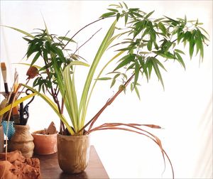 Close-up of potted plant on table