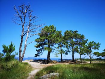 Trees on field against clear blue sky