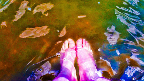 Water lily in pond