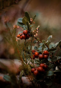 Close-up of cherries on tree