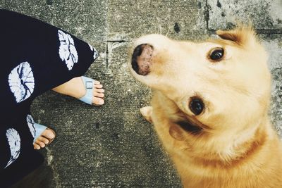 Personal perspective of dog looking at the camera