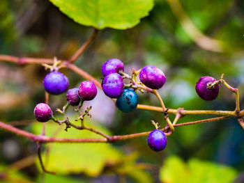 Close-up of berries growing on tree