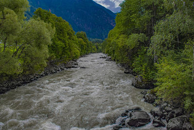 River flowing amidst trees in forest