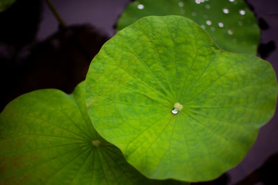 Close-up of raindrops on leaves