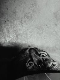 Close-up portrait of a dog