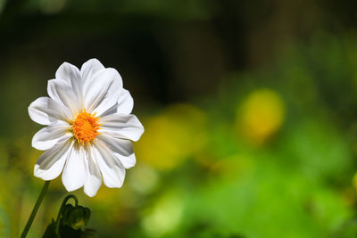 Close-up of white flowering plant