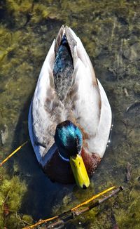 High angle view of bird eating in lake