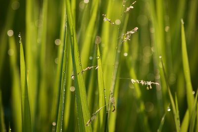 Close-up of wet grass