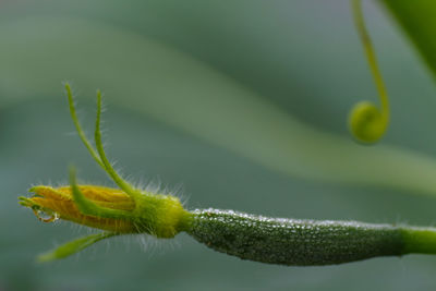 Close-up of insect on leaf