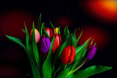 Close-up of tulip flower against black background