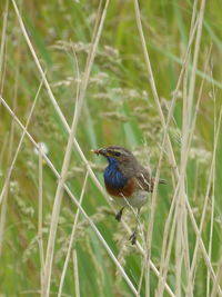 Close-up of bird perching on grass