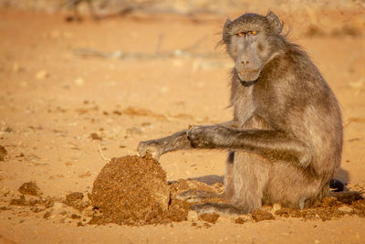 Lion sitting on land