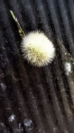 Close-up of cat on plant