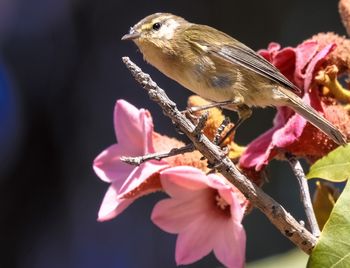 Close-up of bird perching on flower