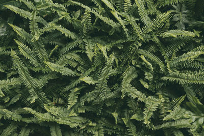 Green fern leaf background