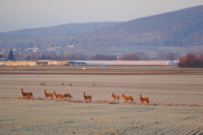 Horses in a field