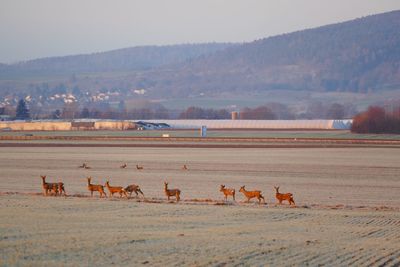 Rehe im feld - deer in the wild